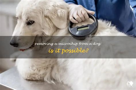 removing microchips from dogs